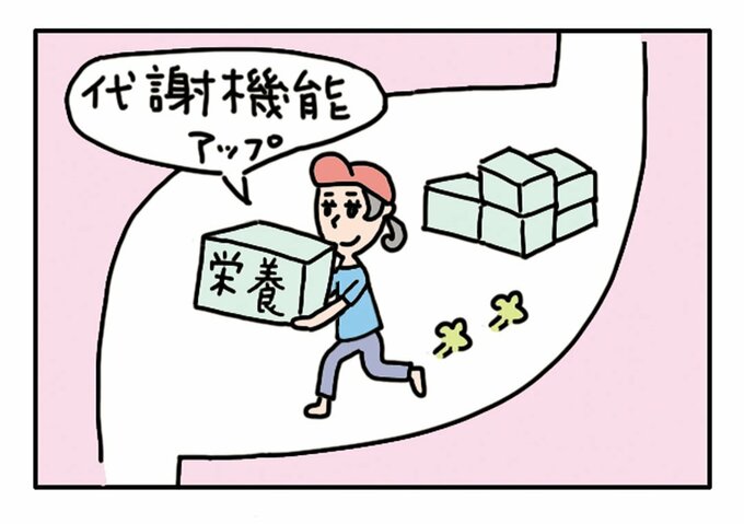 イラスト胃代謝機能アップ