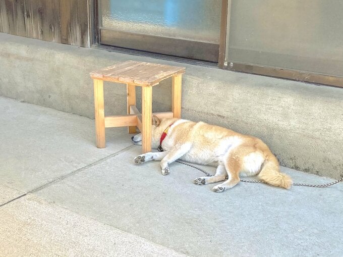 すき間で寝ている犬