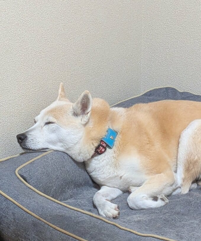 寝ているふうちゃん