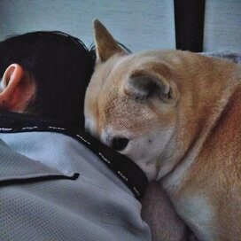 【保護犬マンガ】目覚めたらわんこのお尻がデーン！かわいくて「重い」起こし方