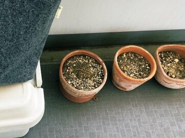 50代でベランダの荷物を全撤去！枯らす罪悪感、お手入れプレッシャーから開放された