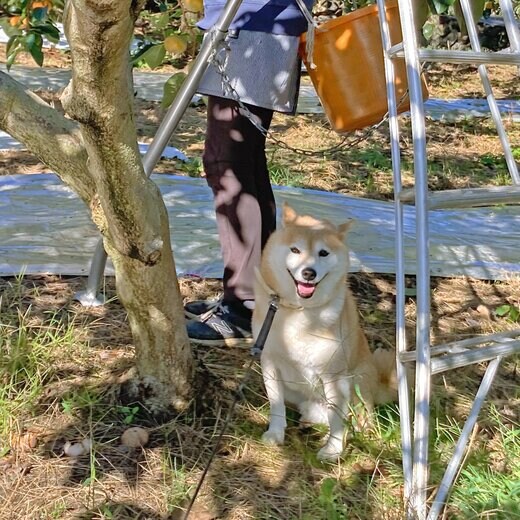 犬