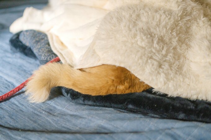 こたつでまるくなる犬が見れる季節