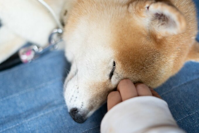 眠る犬をなでる