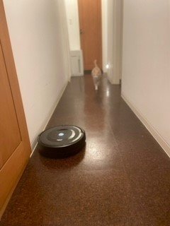 働き者のルンバくん。ニャンズとも上手くやってくれてる。
