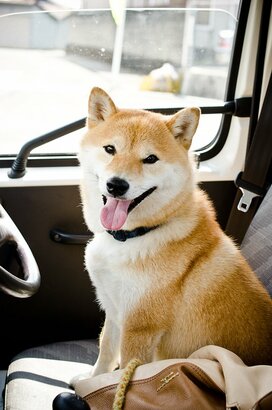 ＜inubot回覧板＞第5回　今年も秋がめぐってきた。カキ、イチョウ、そして犬