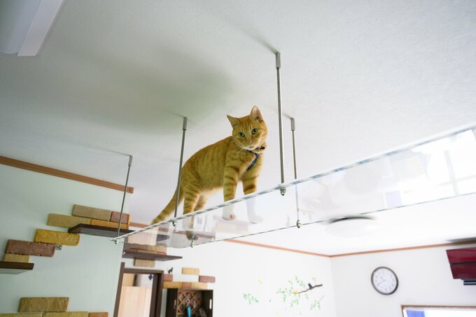 キャットウォーク