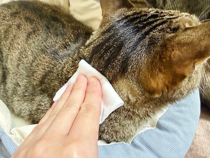 シートにほどよい厚みがある