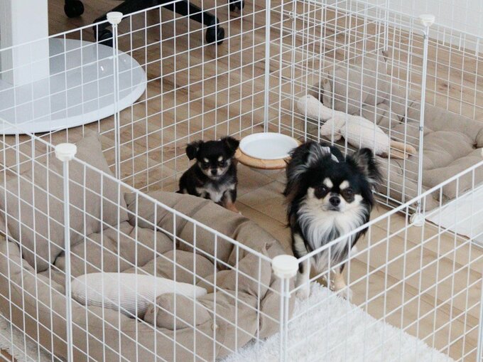 瀧本さん宅の愛犬2匹