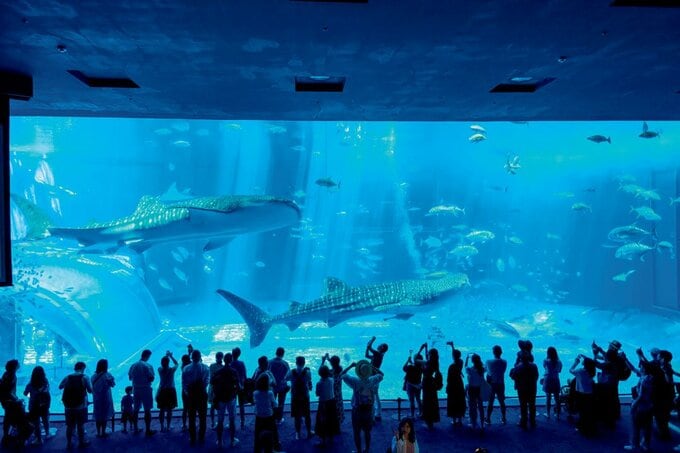 巨大水槽のジンベイザメを観ている様子