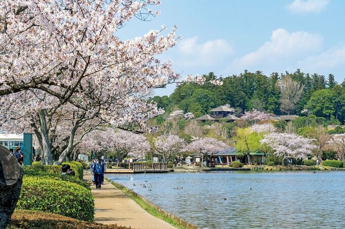 桜と千波湖