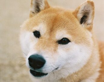 ＜inubot回覧板＞第1回　柴犬が家にやってきた！名づけに込めた思い