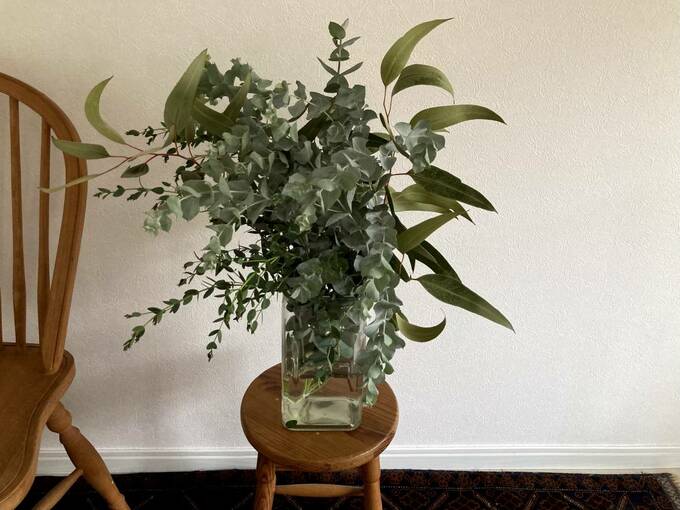 ユーカリを花瓶に