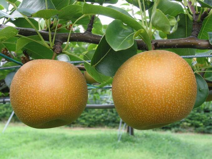 新甘泉（しんかんせん）