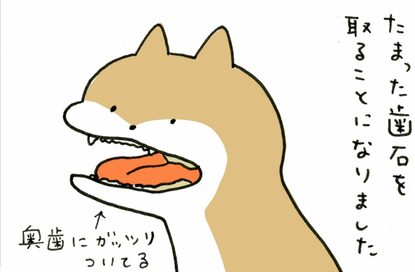 わんこの全身麻酔。まさかの原因は「歯石」＜保護犬マンガ＞