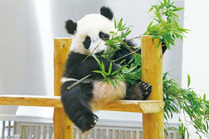 笹を食べるパンダ