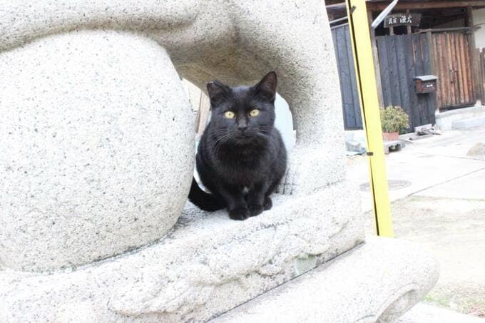 いたるところで猫と目が合う