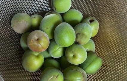 おばあちゃん直伝「梅肉エキス」。青梅の季節の今だからこそ作りたい、元気の源