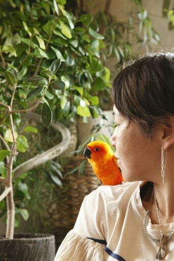 コガネメキシコインコ