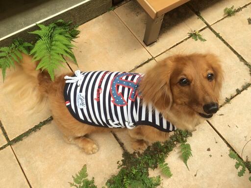 ミニチュアダックスフンドのくうちゃん