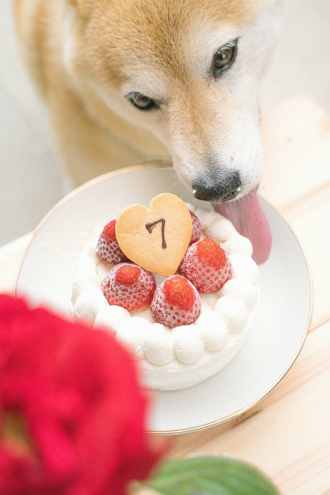 ケーキと犬
