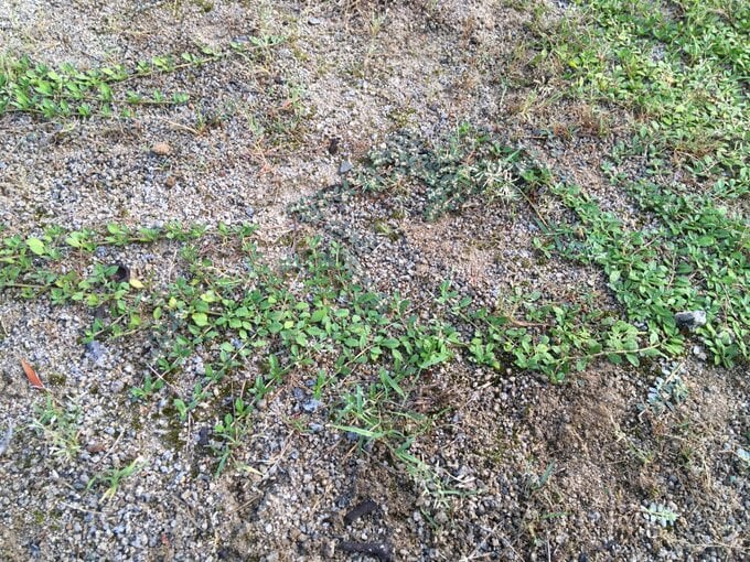 クラピアの伸びていない場所に生える雑草