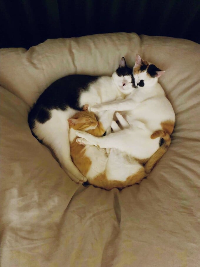ネコ3匹がぎゅっとくっついて丸まって寝ている