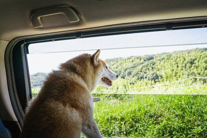 犬が重しをしてくれていると思うことは一度だけではなかった