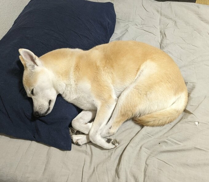 寝ているふうちゃん