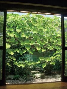 グリーンカーテンで日をさえぎる