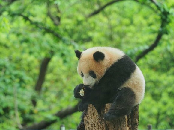 新緑バックのシャンシャン