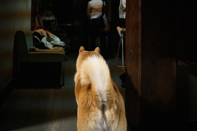 お見送りをする犬