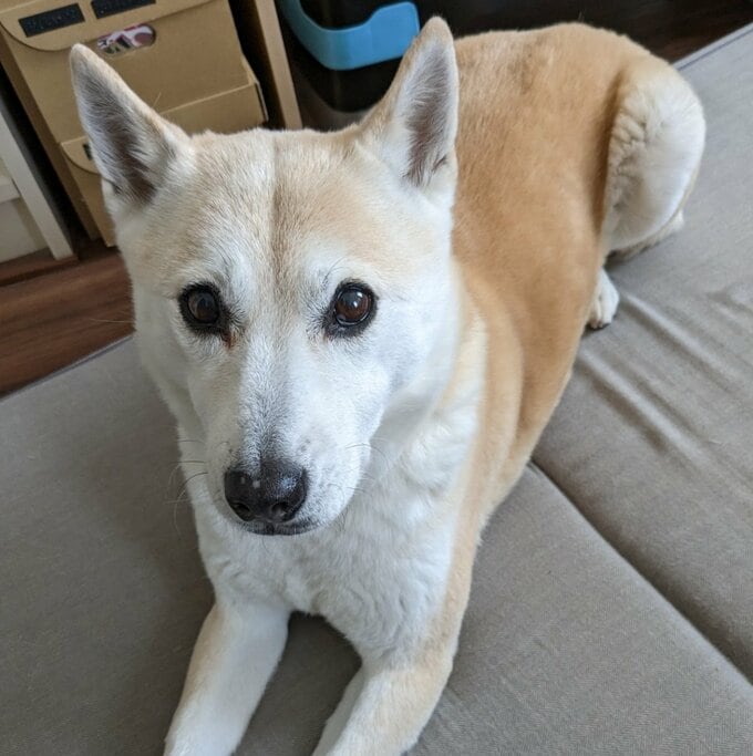 犬