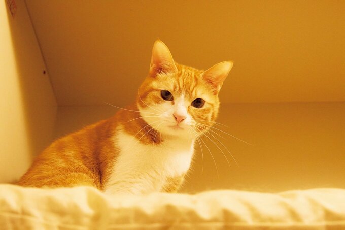 猫