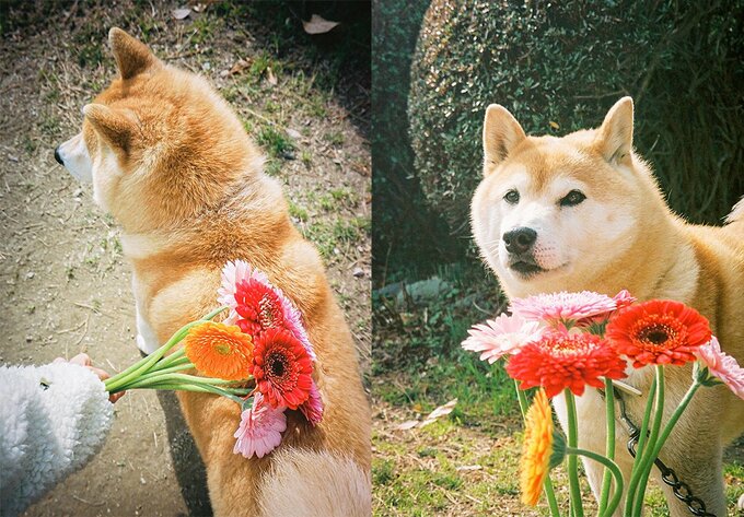 お花と犬