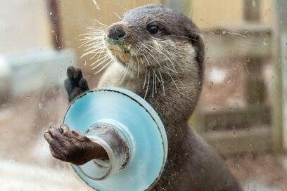 コツメカワウソと握手体験も！「横浜・八景島シーパラダイス」の魅力を徹底調査