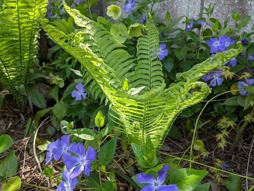 シダとツルニチニチソウの花