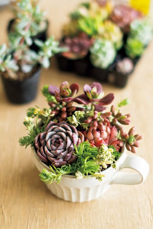 多肉植物の寄せ植えが完成