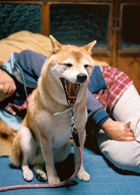 あくびをする犬の様子