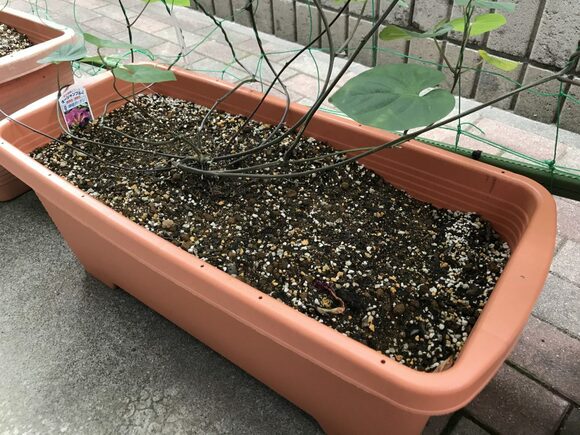 水はけと風通しをよくしましょう