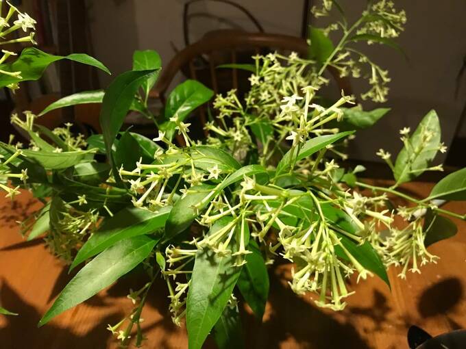 ナイトジャスミン