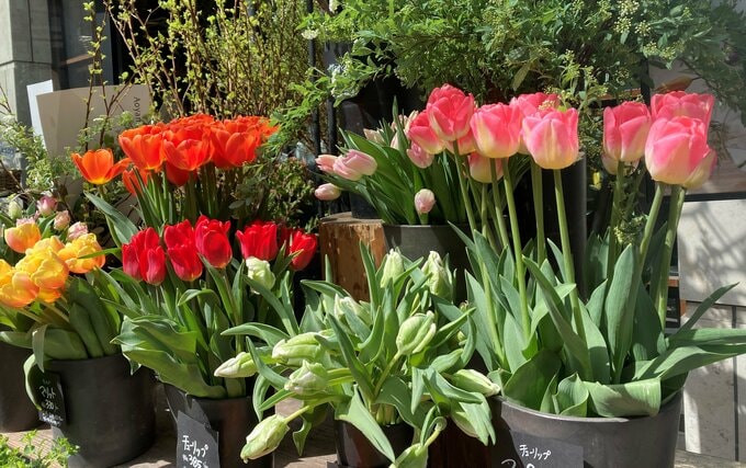 チューリップ