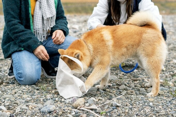 袋に顔を突っ込む犬