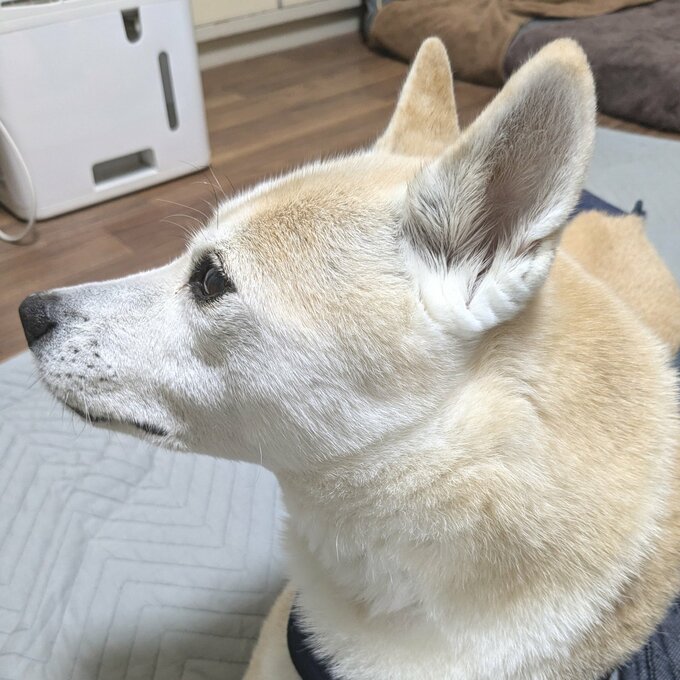 なにか”いい”においがすると察したふうちゃん