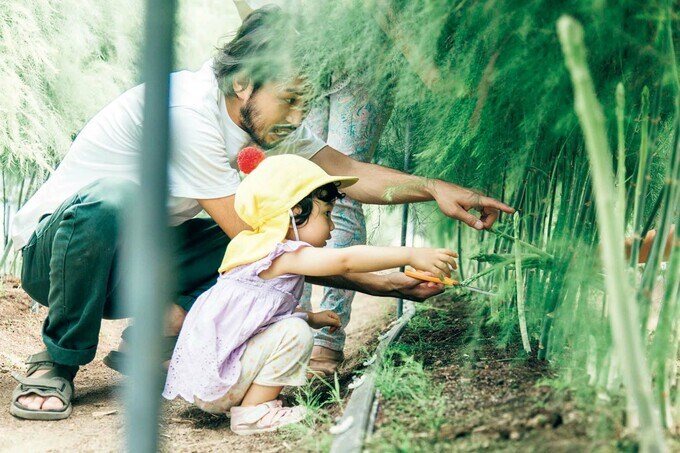 アスパラ収穫の様子