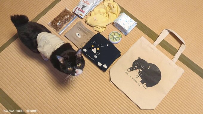 『もんたのいた日常』、猫のもんた。(写真・もんたの飼い主)