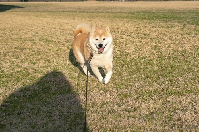 犬が吠えたある日の夜のこと。私以外が知っていた犬の二面性を垣間見る
