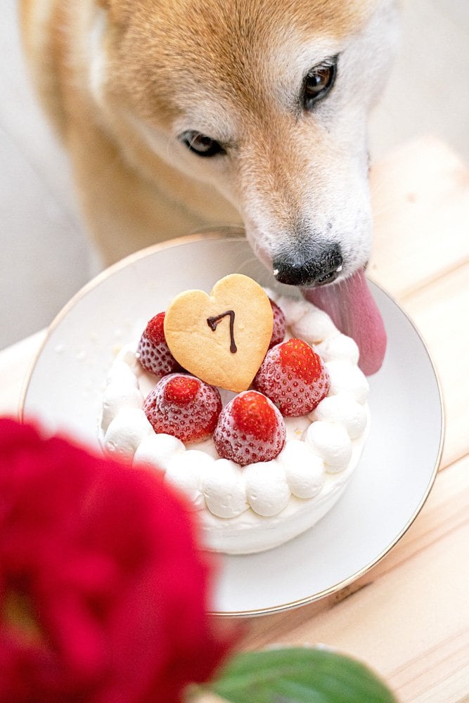 ケーキをなめる犬