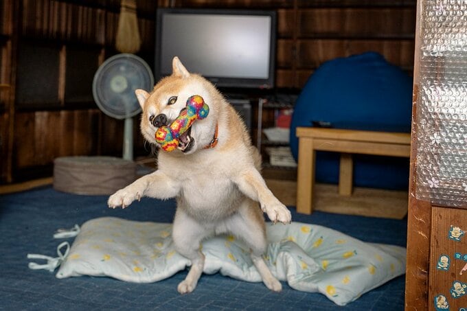 ナイスキャッチする犬