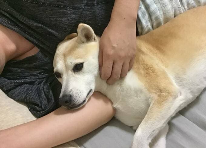 寄り添う犬